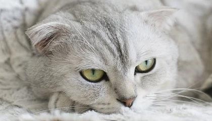 开云体育下载网址：开启体育娱乐新纪元的稳健入口